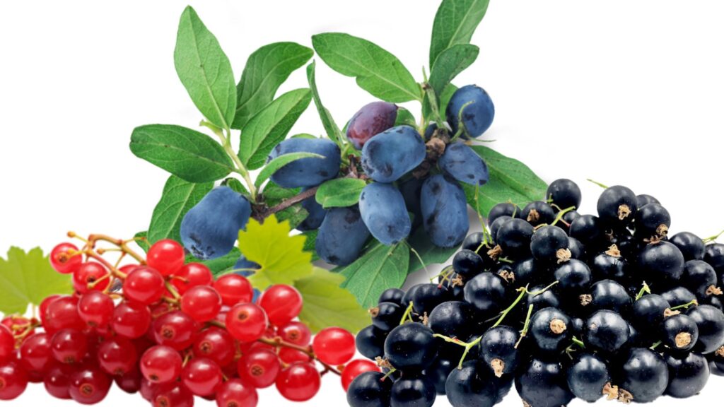 Fresh haskaps, black currants