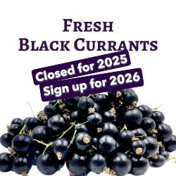 Fresh Black Currants