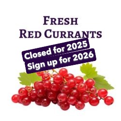Fresh Red Currants