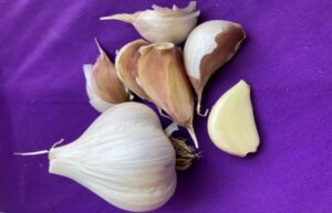 mennonite garlic